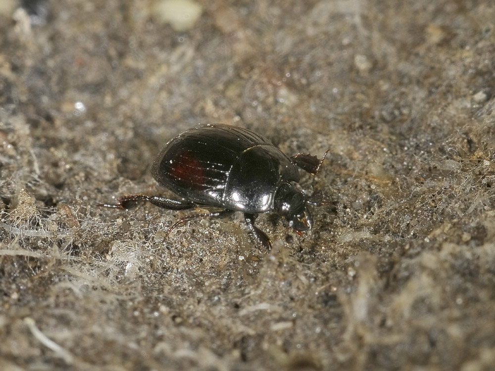Margarinotus purpurascens in copula (Histeridae)